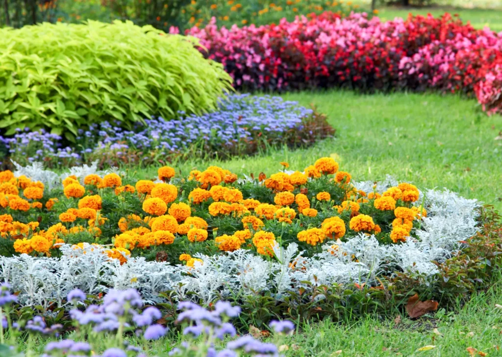 native plants
